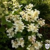 Hydrangea paniculata 'Early Sensation' - Aedhortensia 'Early Sensation' C1/1L